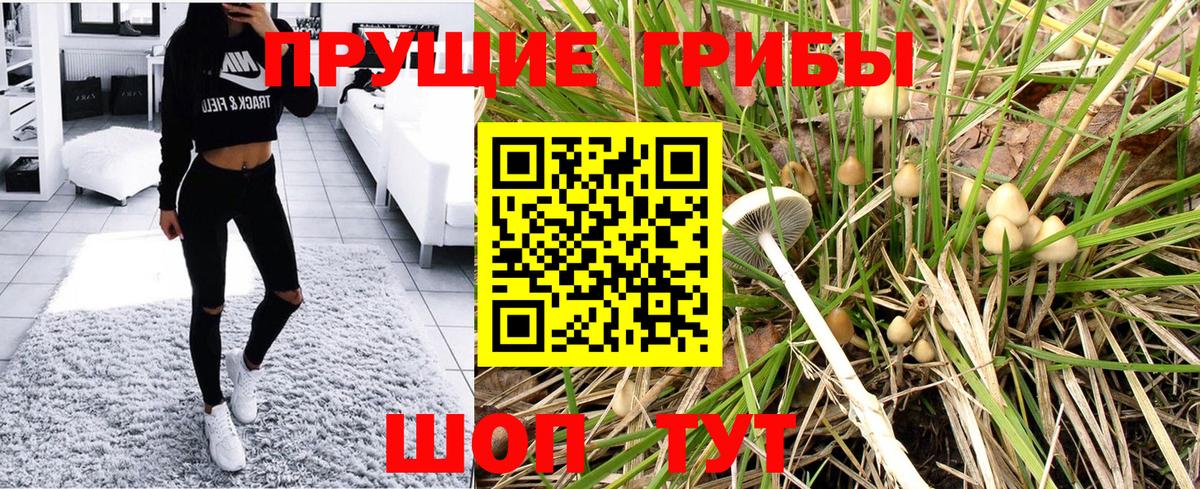 Псилоцибиновые грибы Psilocybine cubensis Кунгур